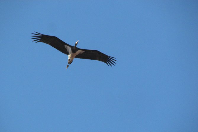 Birdwatching day around Sagres - What you’ll learn beyond the birds