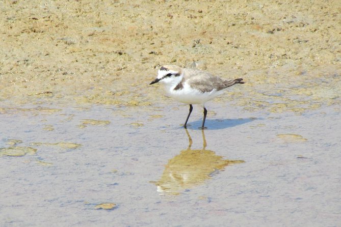 Birdwatching day in the Ria Formosa Natural Park - Key things I’d circle before booking