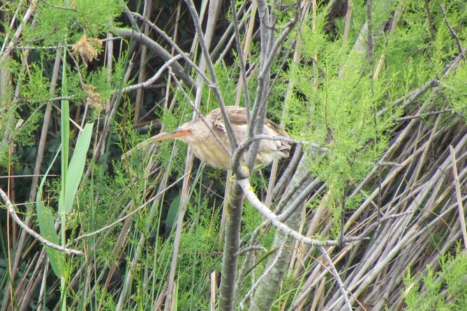 Birdwatching day in the Ria Formosa Natural Park - Ria Formosa Birdwatching: Why This Park Works So Well