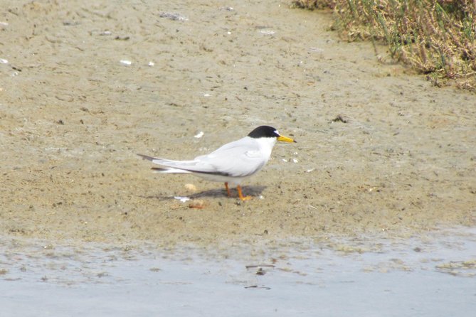 Birdwatching day in the Ria Formosa Natural Park - How The Route Connects Freshwater And Saltwater Bird Life