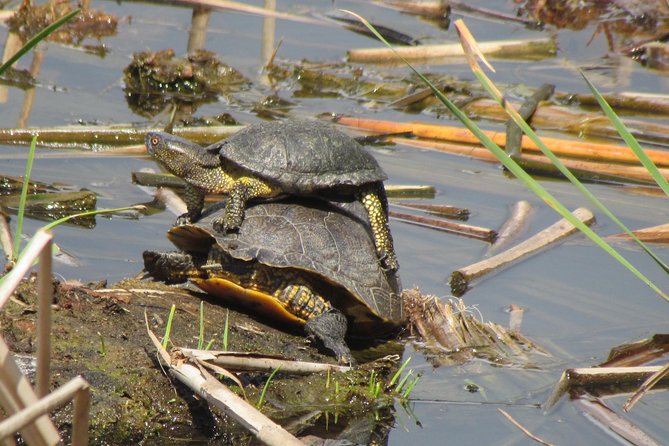 Birdwatching day in the Ria Formosa Natural Park - Best Time To Book And What To Expect From The Start