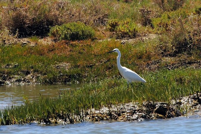 Birdwatching in Ria Formosa - Eco Boat Tour from Faro - Why Ria Formosa Birdwatching Works So Well from Faro