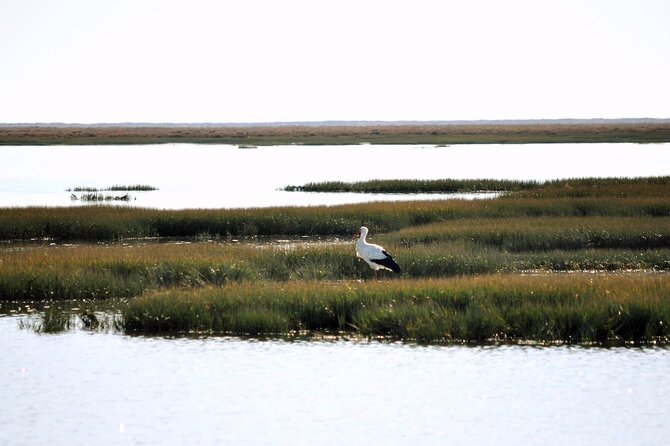 Birdwatching in Ria Formosa - Eco Boat Tour from Faro - Camera and Binocular Tips That Actually Help on This Boat