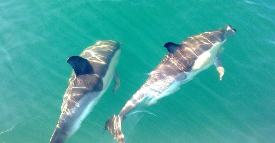 Cabanas de Tavira: Dolphin Watching Boat Tour - Key Highlights You’ll Care About