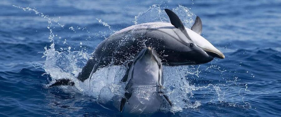 Caves & Dolphins - Combined Trip - Dolphin watching built around a 95% success rate