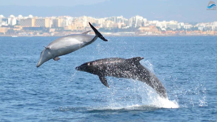 Caves & Dolphins - Combined Trip - Benagil caves: making Algar de Benagil the highlight