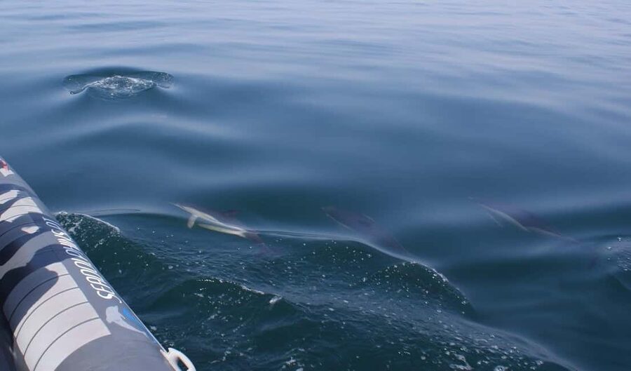 Caves & Dolphins - Combined Trip - Timing, duration, and what you should pack in your head