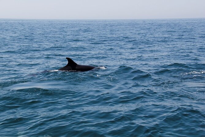 Dolphin and Whale Watching in Lagos - Key points worth knowing before you go