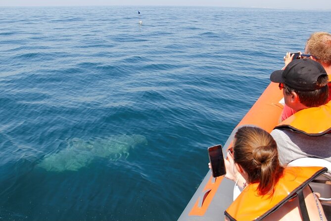 Dolphin and Whale Watching in Lagos - Lagos Dolphin and Whale Watching: Why This Part of the Algarve Makes Sense