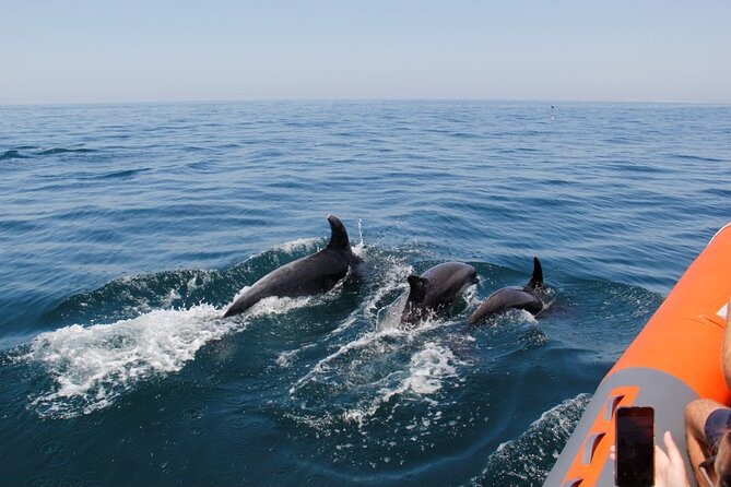 Dolphin and Whale Watching in Lagos - The 11:30 am Start: A Better Morning Rhythm for Dolphin Spotting