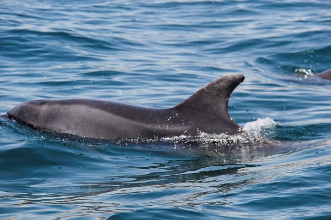 Dolphin and Whale Watching in Lagos - How the Guide Finds Dolphins and Whales Near the Algarve Coast