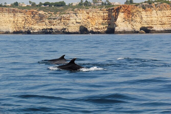 Dolphin and Whale Watching in Lagos - Species Chances: What You Can Actually Watch For