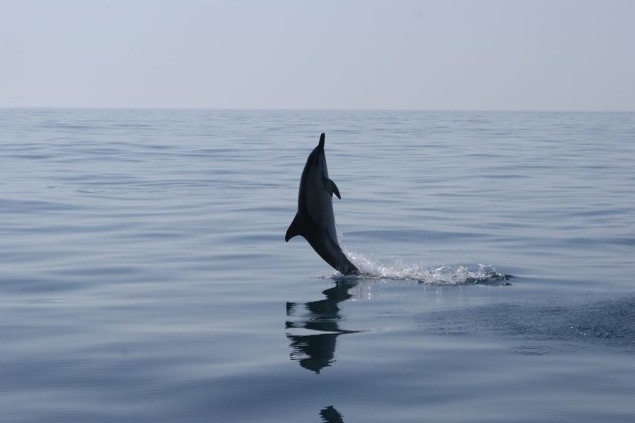 Dolphin Safari and Cave Tour in Vilamoura - Vilamoura Marina start: Office 5 and a 15-minute buffer