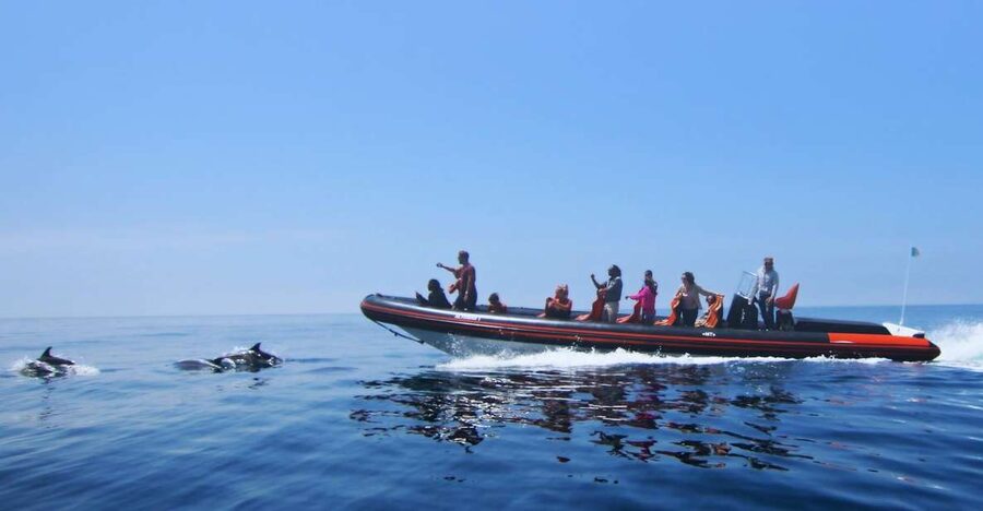 Dolphin Safari and Cave Tour in Vilamoura - Eco-focused viewing: the point is watching, not interacting