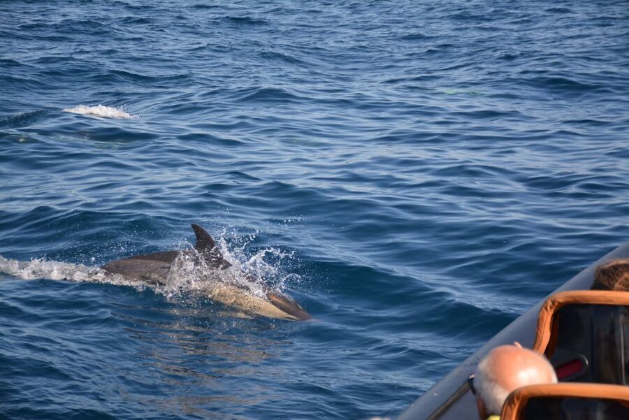 Dolphin Safari and Cave Tour in Vilamoura - The caves and rock formations: Benagil vibes and weather reality