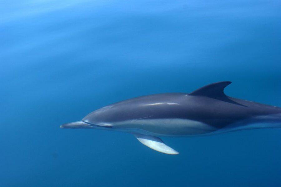 Dolphin Safari and Cave Tour in Vilamoura - Who should book (and who should manage expectations)