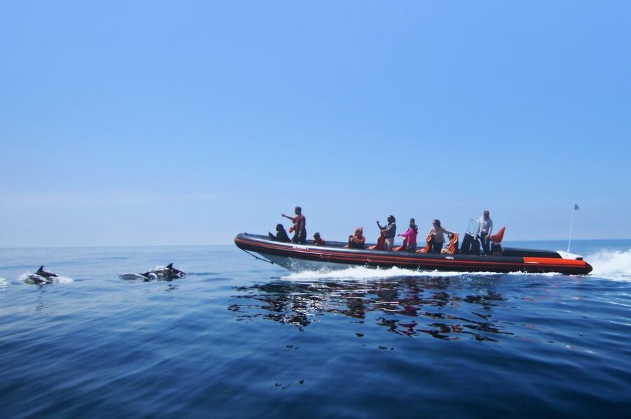Dolphin Safari and Cave Tour in Vilamoura - Dolphin watching off the southern Algarve: what 105 minutes really delivers