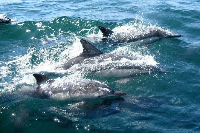 Dolphin Watching + 2 Islands Tour - From Faro - Ilha do Farol: lighthouse island life, not just a quick stop
