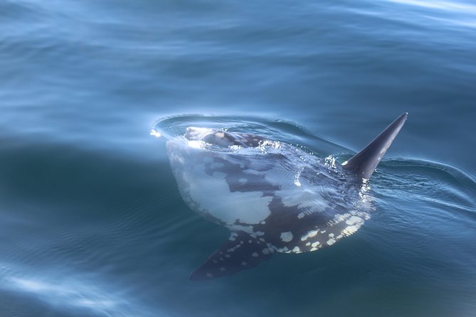 Dolphin Watching + 2 Islands Tour - From Faro - Ilha Deserta bathing and snorkeling masks: where the crystal water happens