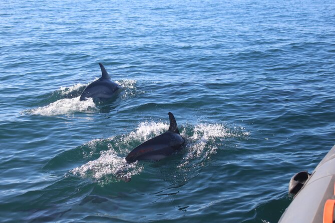 Dolphin Watching + 2 Islands Tour - From Faro - Barreta Island and how the day pieces fit together