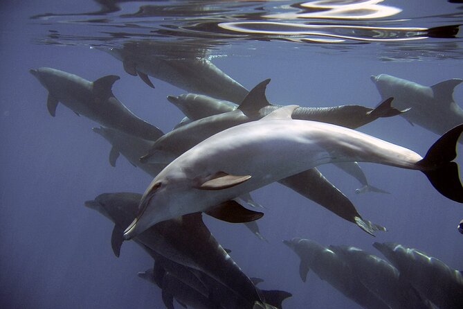 Dolphin Watching + 2 Islands Tour - From Faro - The small-group effect: why 12 people changes the vibe