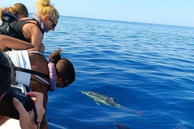 Dolphin Watching + 2 Islands Tour - From Faro - Wildlife and birds: enjoy the surprise, don’t demand a checklist
