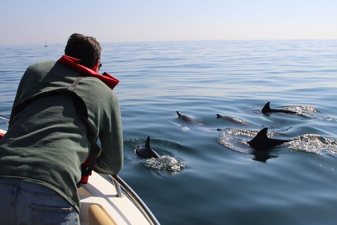 Dolphin watching and wildlife from Faro - Key things to know before you go