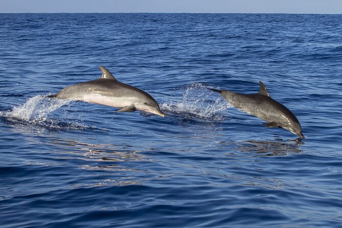 Dolphin watching and wildlife from Faro - Ria Formosa Natural Park and the barrier islands: Deserta and Farol