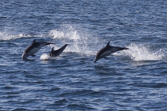 Dolphin Watching from Faro - The return to Faro: tides that rewrite the coastline
