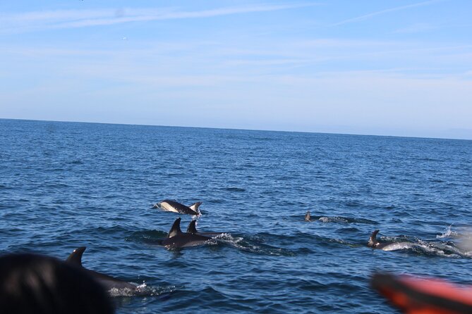 Dolphin Watching from Faro - What’s included (and what you’ll need to bring)