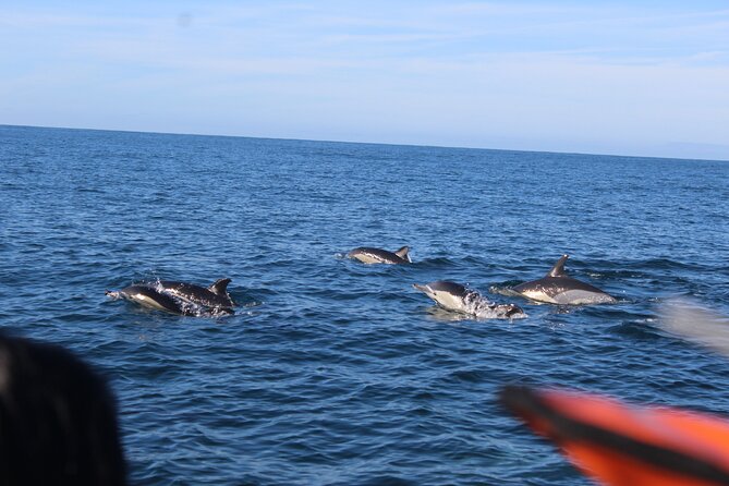 Dolphin Watching from Faro - Price and value: is $60.01 worth it?