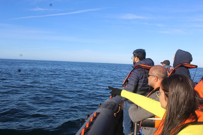Dolphin Watching from Faro - Ilha do Farol and Ilha da Culatra: island views that break up the hunt