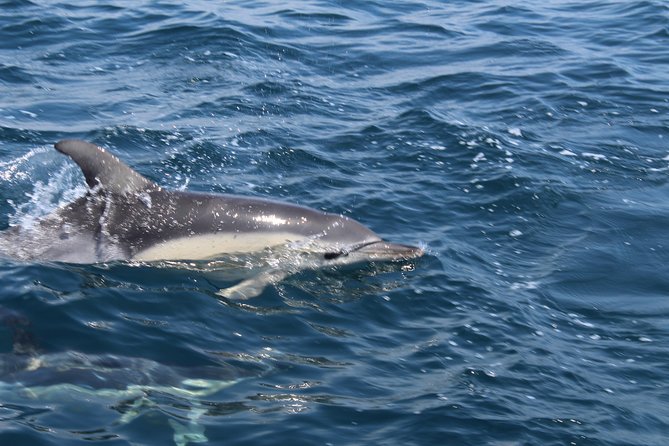 Dolphin Watching from Lagos with Marine Biologists - Meeting at Lagos Train Station: quick start, clear game plan