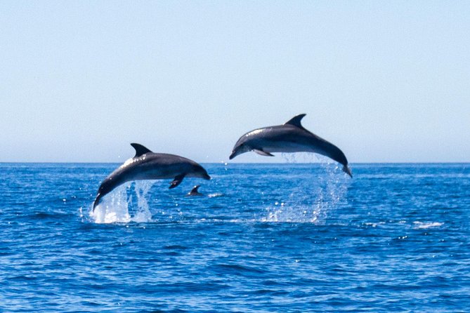 Dolphin Watching from Lagos with Marine Biologists - The RIB ride from Bluefleet: why the boat size matters