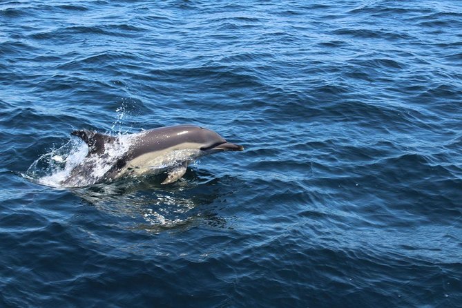 Dolphin Watching from Lagos with Marine Biologists - Price and value: what $48.39 buys you in real terms