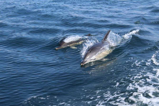 Dolphin Watching from Lagos with Marine Biologists - Dolphin search with marine biologists: common and bottlenose, up close
