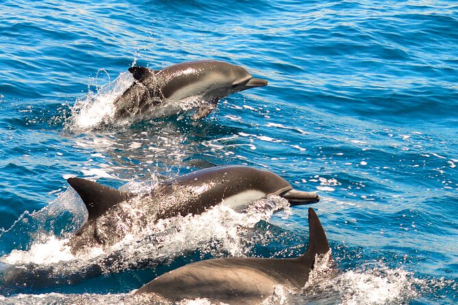 Dolphin-Watching in Marina de Lagos - Why Marina de Lagos Works So Well for Dolphin Watching