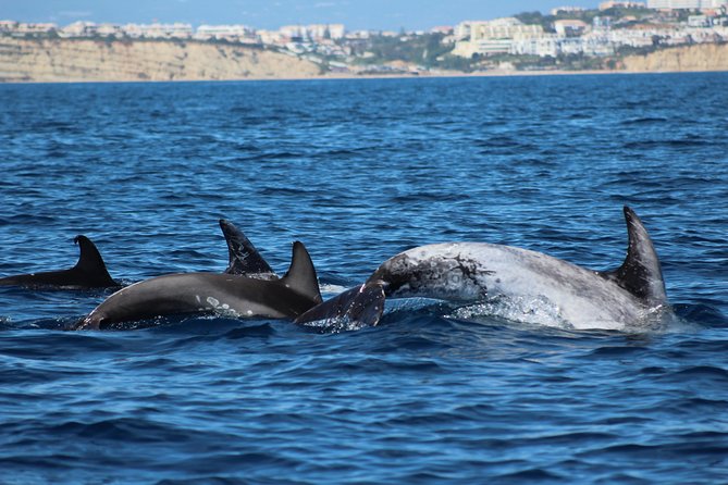 Dolphin-Watching in Marina de Lagos - The 90-Minute Speedboat Experience: What the Time Feels Like