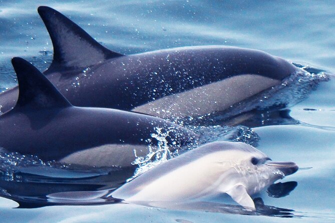 Dolphin-Watching in Marina de Lagos - What Happens on the Water: The Dolphin Search and Pod-Watching Rhythm