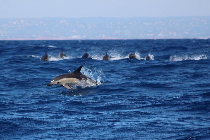 Dolphin-Watching in Marina de Lagos - Close Range Without the Mean Kind of Close
