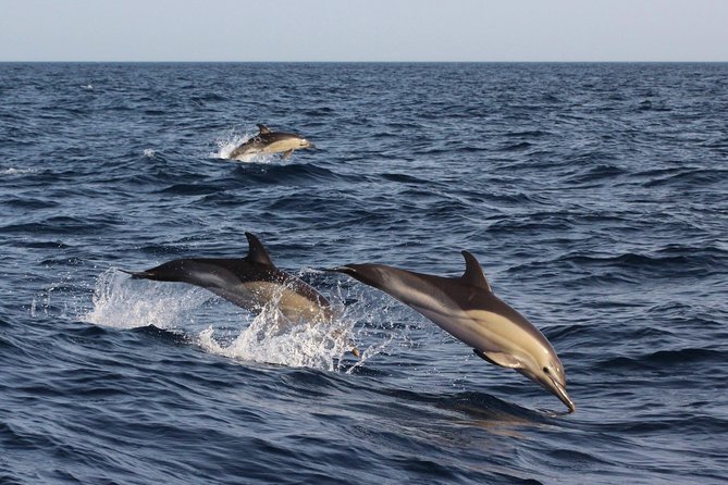 Dolphin-Watching in Marina de Lagos - Benagil Caves Area and the Algarve Coast Views Along the Cruise