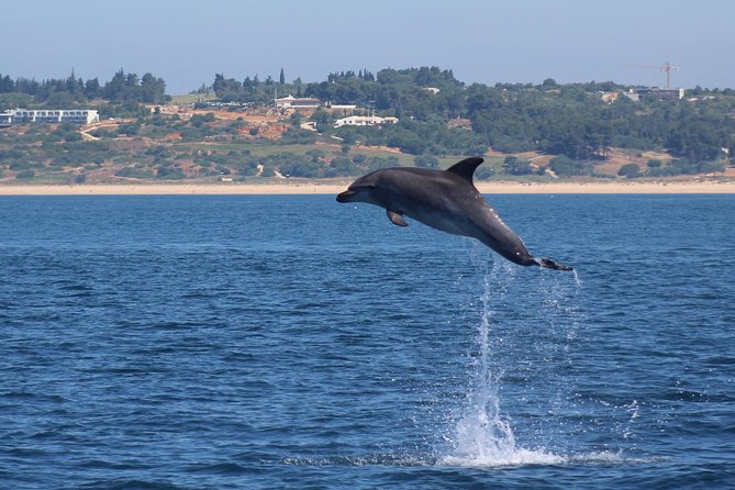 Dolphin-Watching in Marina de Lagos - Why the Crew’s Experience Changes Your Odds