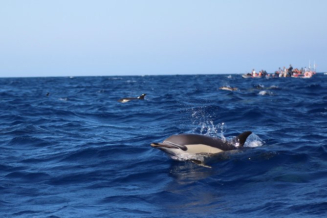 Dolphin-Watching in Marina de Lagos - Price and Value: Is $41.13 Worth It?