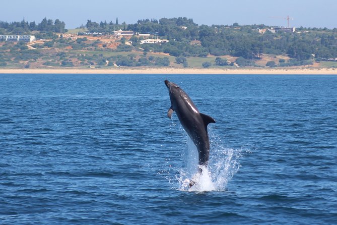 Dolphin-Watching in Marina de Lagos - Who This Tour Suits Best (and Who Should Be Careful)