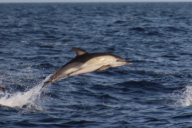 Dolphin-Watching in Marina de Lagos - Meeting at Passeio dos Descobrimentos 5 (Lagos): Small Logistics That Matter