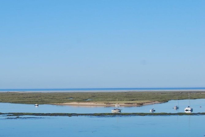 Eco Boat Tour in the Ria Formosa Lagoon from Faro - Wildlife spotting without the noise: birds, marsh life, and surprises