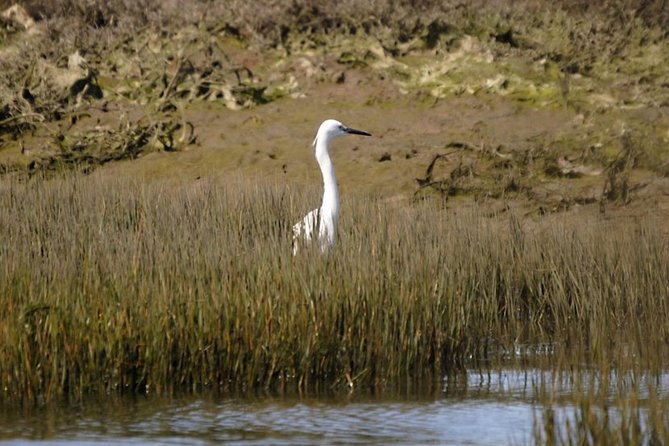 Eco Boat Tour in the Ria Formosa Lagoon from Faro - Value for the price: what $30 gets you in real terms