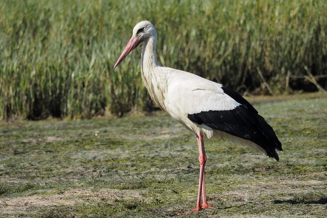 Eco Boat Tour in the Ria Formosa Lagoon from Faro - Who should book this eco boat trip from Faro