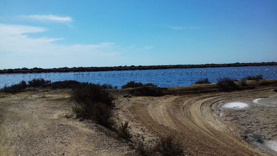 Faro Bike Tour through the Beautiful Ria Formosa - Should You Book This Faro Bike Tour Through Ria Formosa?