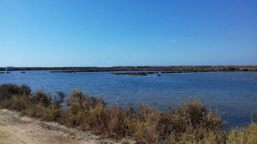 Faro Bike Tour through the Beautiful Ria Formosa - Saltpans Stop: Flamingos, Marsh Birds, and Binocular Time